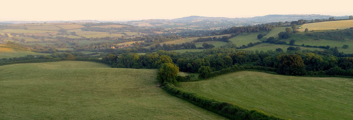 Green field