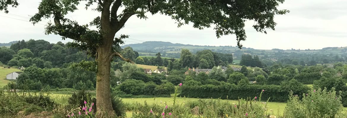 Green field with trees